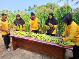 Pekarangan Produktif, Polsek Bunguran Timur Panen Jagung untuk Perkuat Ketahanan Pangan Keluarga