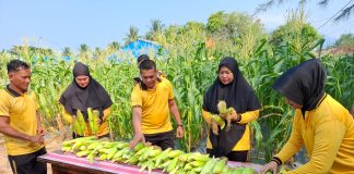 Pekarangan Produktif, Polsek Bunguran Timur Panen Jagung untuk Perkuat Ketahanan Pangan Keluarga