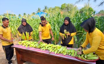 Pekarangan Produktif, Polsek Bunguran Timur Panen Jagung untuk Perkuat Ketahanan Pangan Keluarga