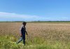 200 Hektare Sawah di Rambong Lop Gagal Panen Diserang Hama Tikus, Petani Minta Bantuan Pemerintah