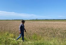 200 Hektare Sawah di Rambong Lop Gagal Panen Diserang Hama Tikus, Petani Minta Bantuan Pemerintah