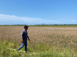 200 Hektare Sawah di Rambong Lop Gagal Panen Diserang Hama Tikus, Petani Minta Bantuan Pemerintah