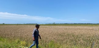 200 Hektare Sawah di Rambong Lop Gagal Panen Diserang Hama Tikus, Petani Minta Bantuan Pemerintah