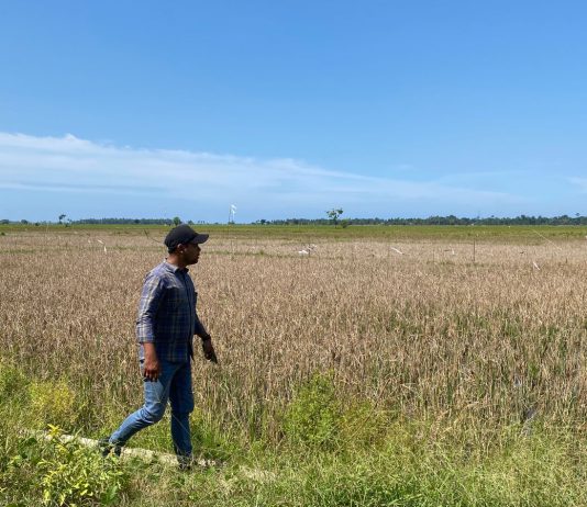 200 Hektare Sawah di Rambong Lop Gagal Panen Diserang Hama Tikus, Petani Minta Bantuan Pemerintah