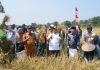 Wagub Kepri Nyanyang Haris Panen Raya Padi di Bunguran Batubi, Dorong Produktivitas dan Ketahanan Pangan Natuna