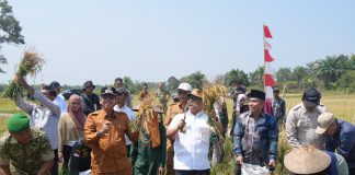 Wagub Kepri Nyanyang Haris Panen Raya Padi di Bunguran Batubi, Dorong Produktivitas dan Ketahanan Pangan Natuna
