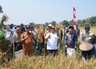 Wagub Kepri Nyanyang Haris Panen Raya Padi di Bunguran Batubi, Dorong Produktivitas dan Ketahanan Pangan Natuna