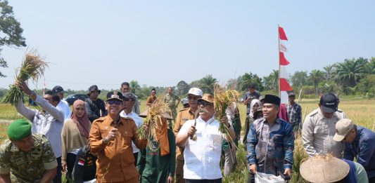 Wagub Kepri Nyanyang Haris Panen Raya Padi di Bunguran Batubi, Dorong Produktivitas dan Ketahanan Pangan Natuna