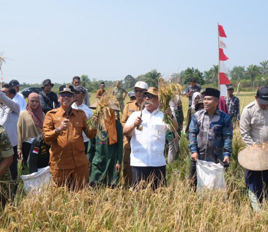 Wagub Kepri Nyanyang Haris Panen Raya Padi di Bunguran Batubi, Dorong Produktivitas dan Ketahanan Pangan Natuna