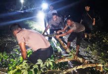 Kapolsek Idi Tunong Turun Tangan Evakuasi Pohon Tumbang yang Tutup Jalan