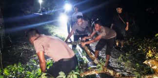 Kapolsek Idi Tunong Turun Tangan Evakuasi Pohon Tumbang yang Tutup Jalan