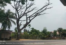 Pohon Lapuk Lintas Medan-Banda Aceh Ancam Keselamatan Warga, Aktivis BAI Kecam Sikap Acuh Plt Kadis BPBD Aceh Timur