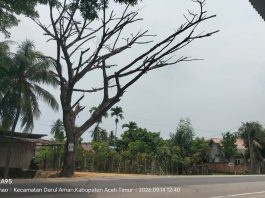 Pohon Lapuk Lintas Medan-Banda Aceh Ancam Keselamatan Warga, Aktivis BAI Kecam Sikap Acuh Plt Kadis BPBD Aceh Timur