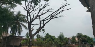 Pohon Lapuk Lintas Medan-Banda Aceh Ancam Keselamatan Warga, Aktivis BAI Kecam Sikap Acuh Plt Kadis BPBD Aceh Timur
