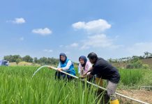 Electrifying Agriculture PLN Bantu Jaga Produktivitas Petani di Musim Kemarau