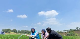 Electrifying Agriculture PLN Bantu Jaga Produktivitas Petani di Musim Kemarau