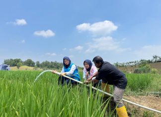 Electrifying Agriculture PLN Bantu Jaga Produktivitas Petani di Musim Kemarau
