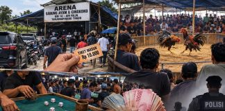 Judi Sabung Ayam dan Cingkoko di KM 14 Air Raja Disebut Marak Setiap Akhir Pekan