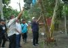 Bupati Asahan Panen Perdana Pisang Kepok Abu, Bakal Diusulkan Jadi Varietas Asal Asahan