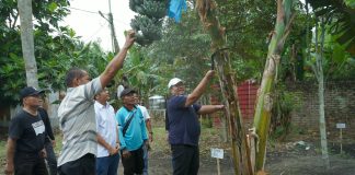 Bupati Asahan Panen Perdana Pisang Kepok Abu, Bakal Diusulkan Jadi Varietas Asal Asahan