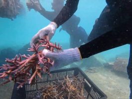 Gerakan Massal tanam karang HUT Ke-27 Natuna Bangun Ekonomi Biru Berbasis Konservasi