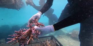Gerakan Massal tanam karang HUT Ke-27 Natuna Bangun Ekonomi Biru Berbasis Konservasi