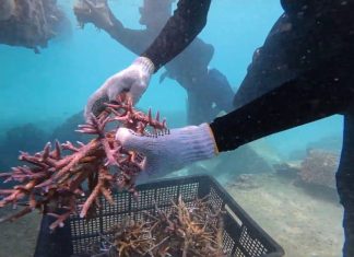 Gerakan Massal tanam karang HUT Ke-27 Natuna Bangun Ekonomi Biru Berbasis Konservasi