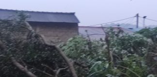 Warga Tiban Palem Dikejutkan Suara Gemuruh, Pohon Besar Tumbang Timpa Atap saat Hujan Deras