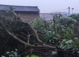 Warga Tiban Palem Dikejutkan Suara Gemuruh, Pohon Besar Tumbang Timpa Atap saat Hujan Deras