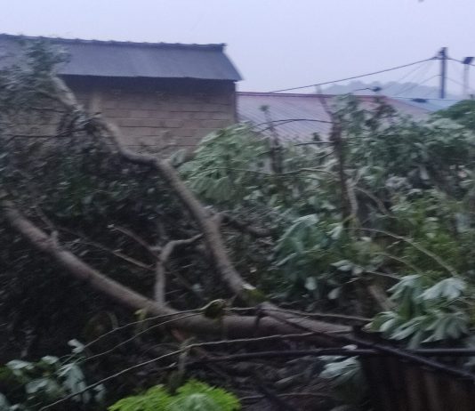 Warga Tiban Palem Dikejutkan Suara Gemuruh, Pohon Besar Tumbang Timpa Atap saat Hujan Deras