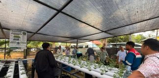 Pertamina Perkuat Ketahanan Pangan Kampung Tua Terih, Produk Olahan Laut Tembus Malaysia dan Singapura