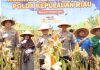 Panen Raya Jagung Pipil di Batam, Polda Kepri Perkuat Ketahanan Pangan Bersama Petani