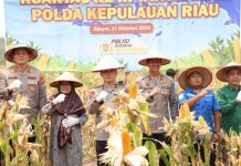 Panen Raya Jagung Pipil di Batam, Polda Kepri Perkuat Ketahanan Pangan Bersama Petani